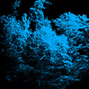 Forestry Data